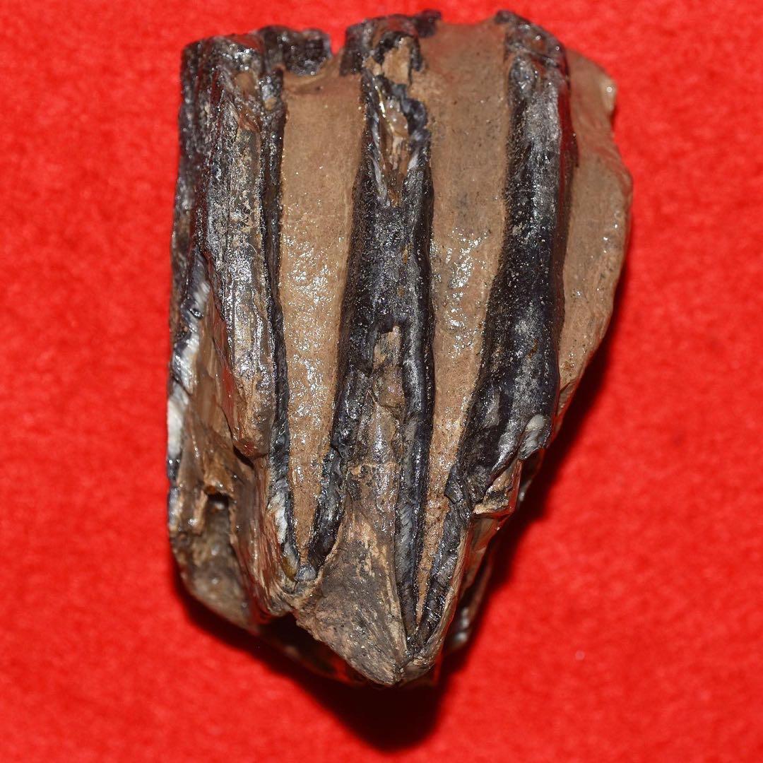 ハンガリー産 メリジオナリスゾウの臼歯化石