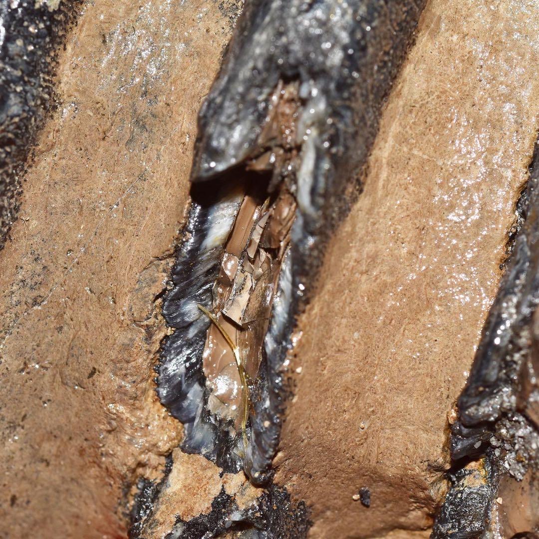 ハンガリー産 メリジオナリスゾウの臼歯化石