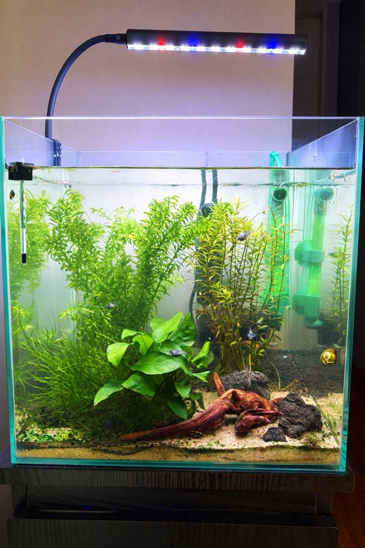 【未使用】GEX グラステリア 30cmキューブ水槽 上部フィルター付