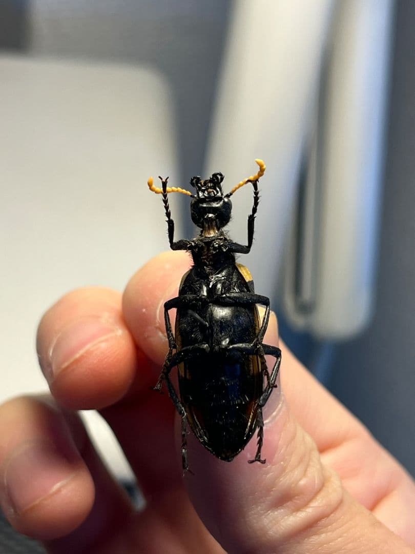 【36mm】ツチハンミョウ 中央アフリカ産 オサムシマイマイカブリ 昆虫標本