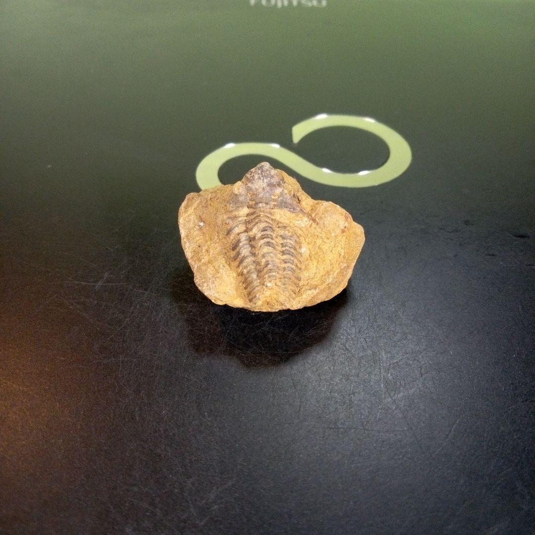 三葉虫　化石　fossil　ボリビア産　trilobite　南アメリカ化石郡③