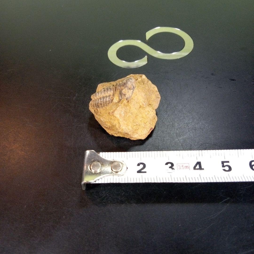 三葉虫　化石　fossil　ボリビア産　trilobite　南アメリカ化石郡③