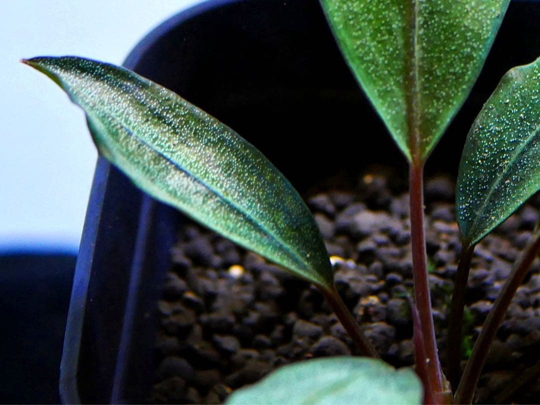 《激美＆激レア》ブセファランドラ『Pearl Gray』【完全水中葉】鉢植え株