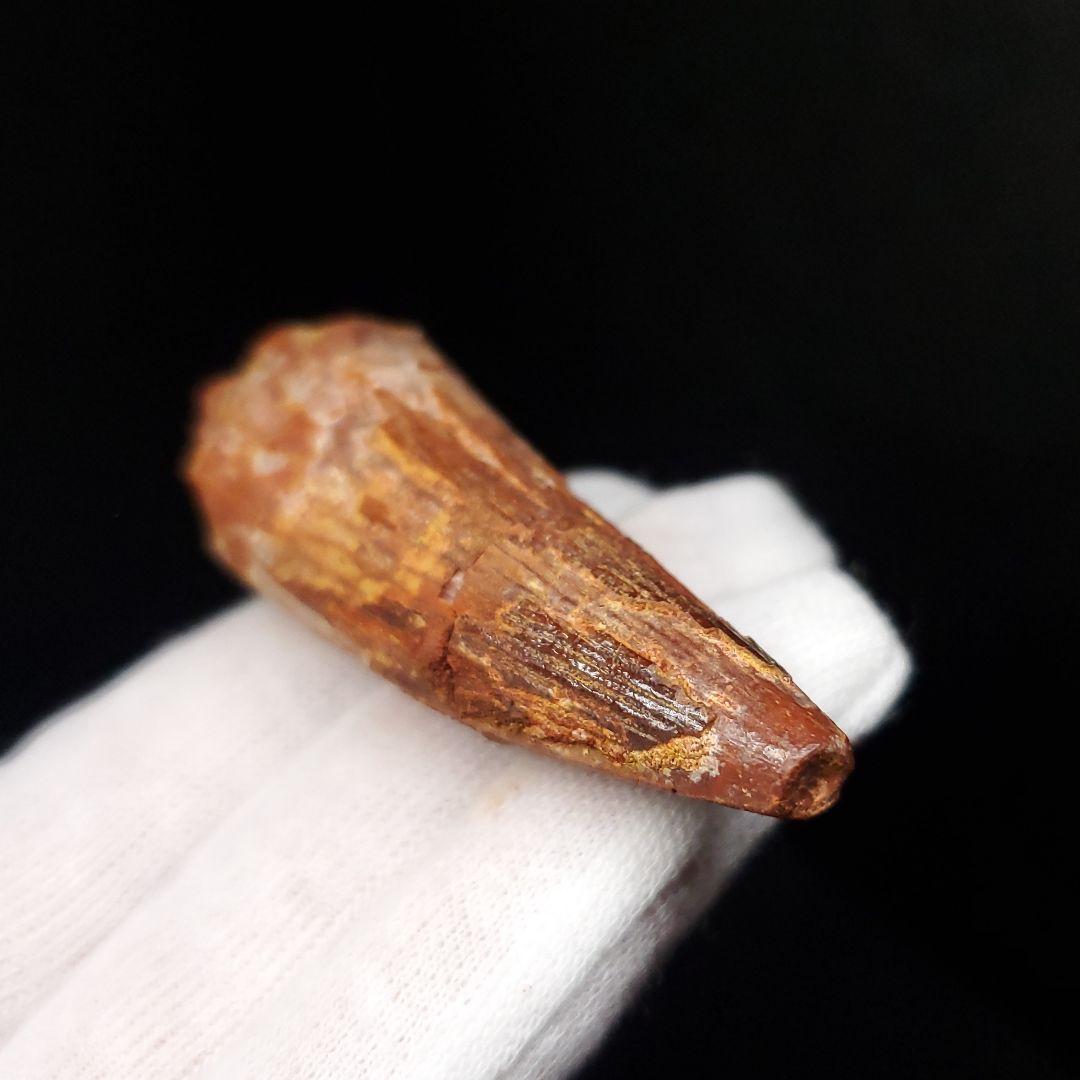 スピノサウルス 本物 モロッコ産 58.64mm  sp462