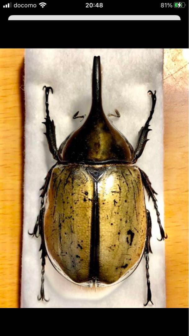 モロンシロカブト♂標本