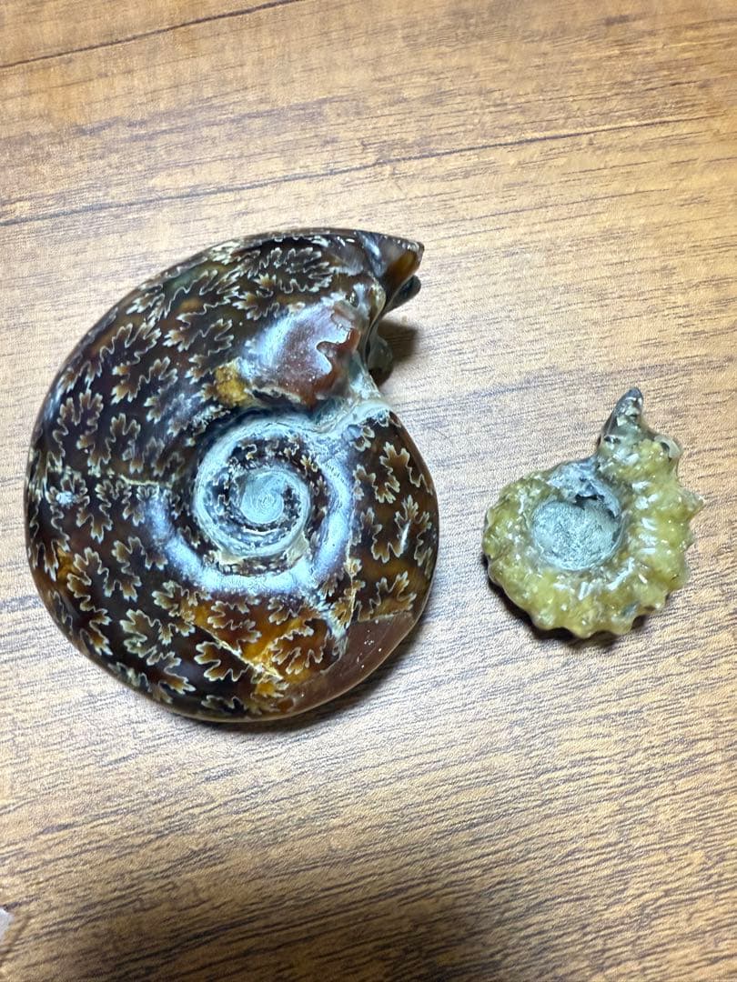 極美品マダガスカルのアンモナイト化石　2点セット　本物保証　希少な共生 送料無料