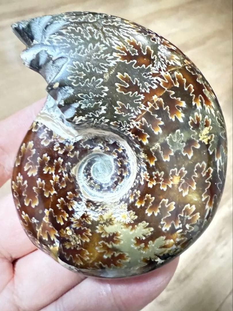 極美品マダガスカルのアンモナイト化石　2点セット　本物保証　希少な共生 送料無料