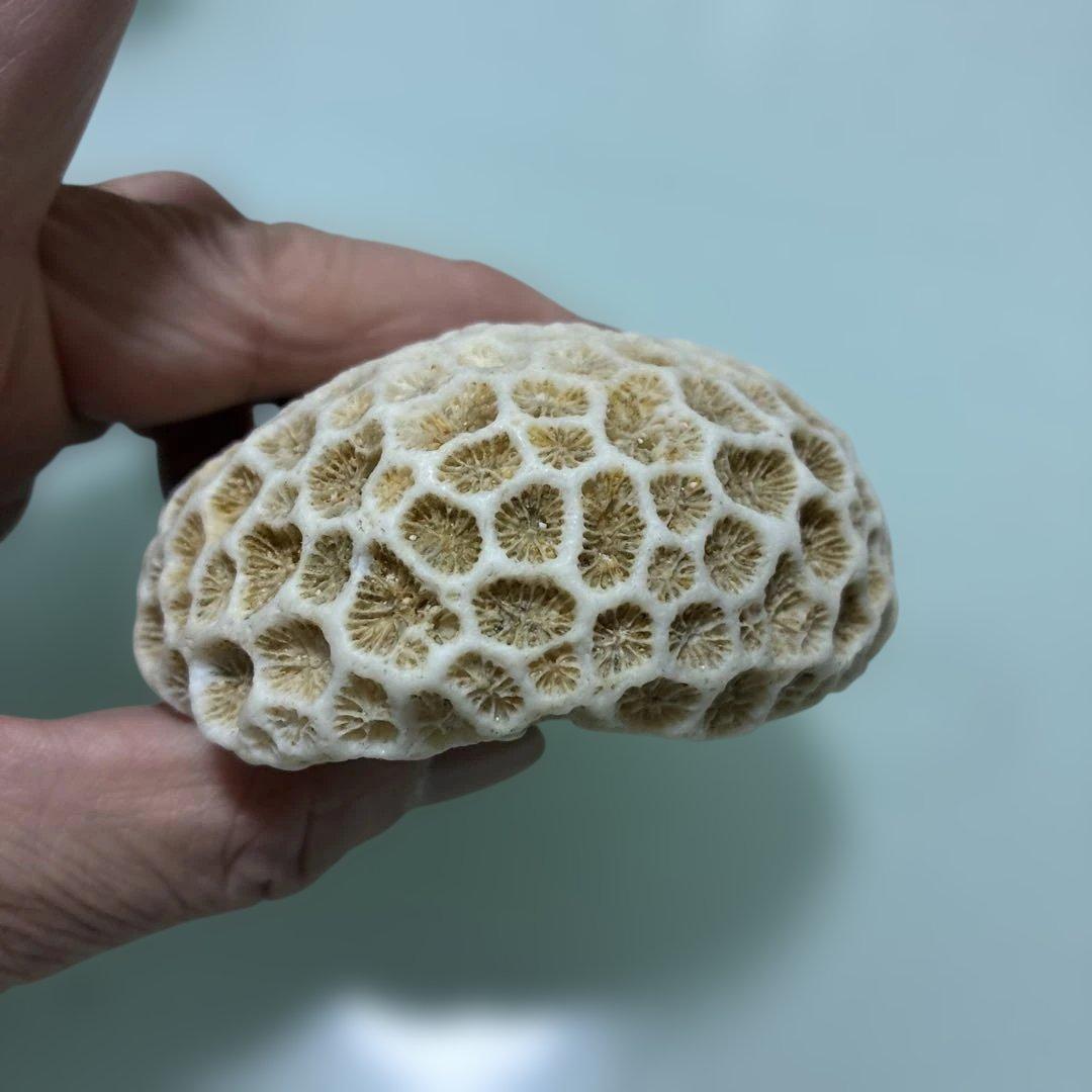 サンゴの化石 手のひらサイズ