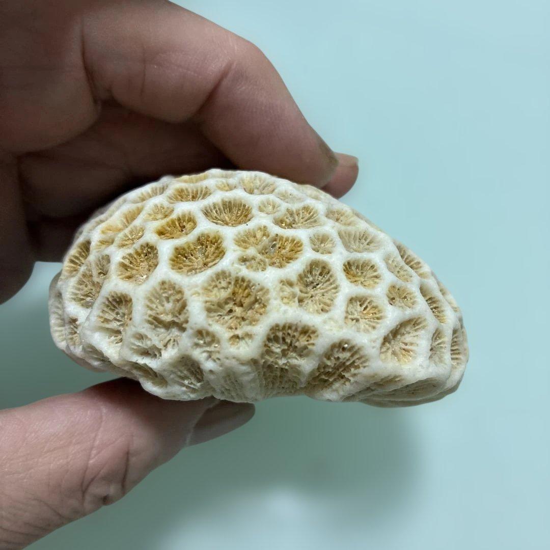 サンゴの化石 手のひらサイズ