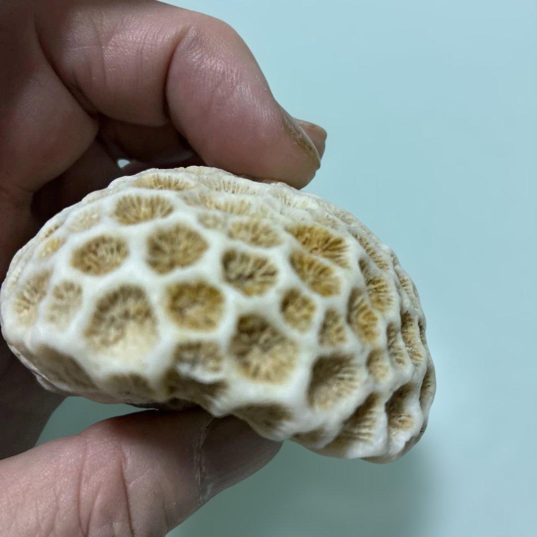 サンゴの化石 手のひらサイズ