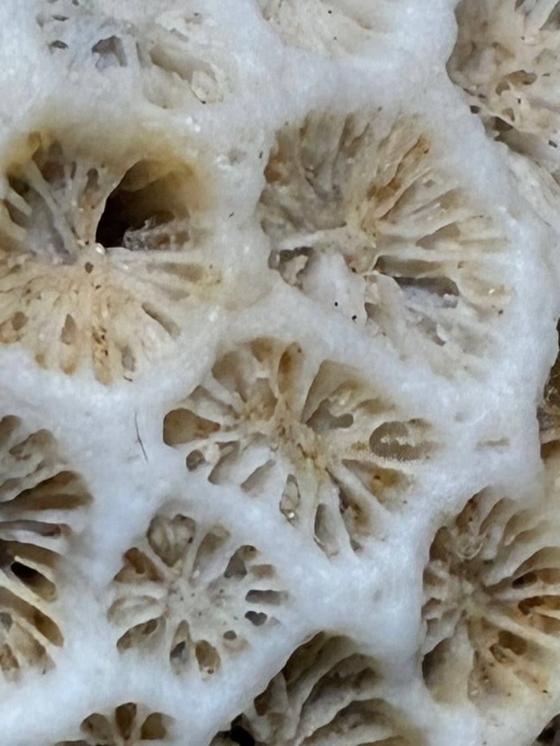 サンゴの化石 手のひらサイズ