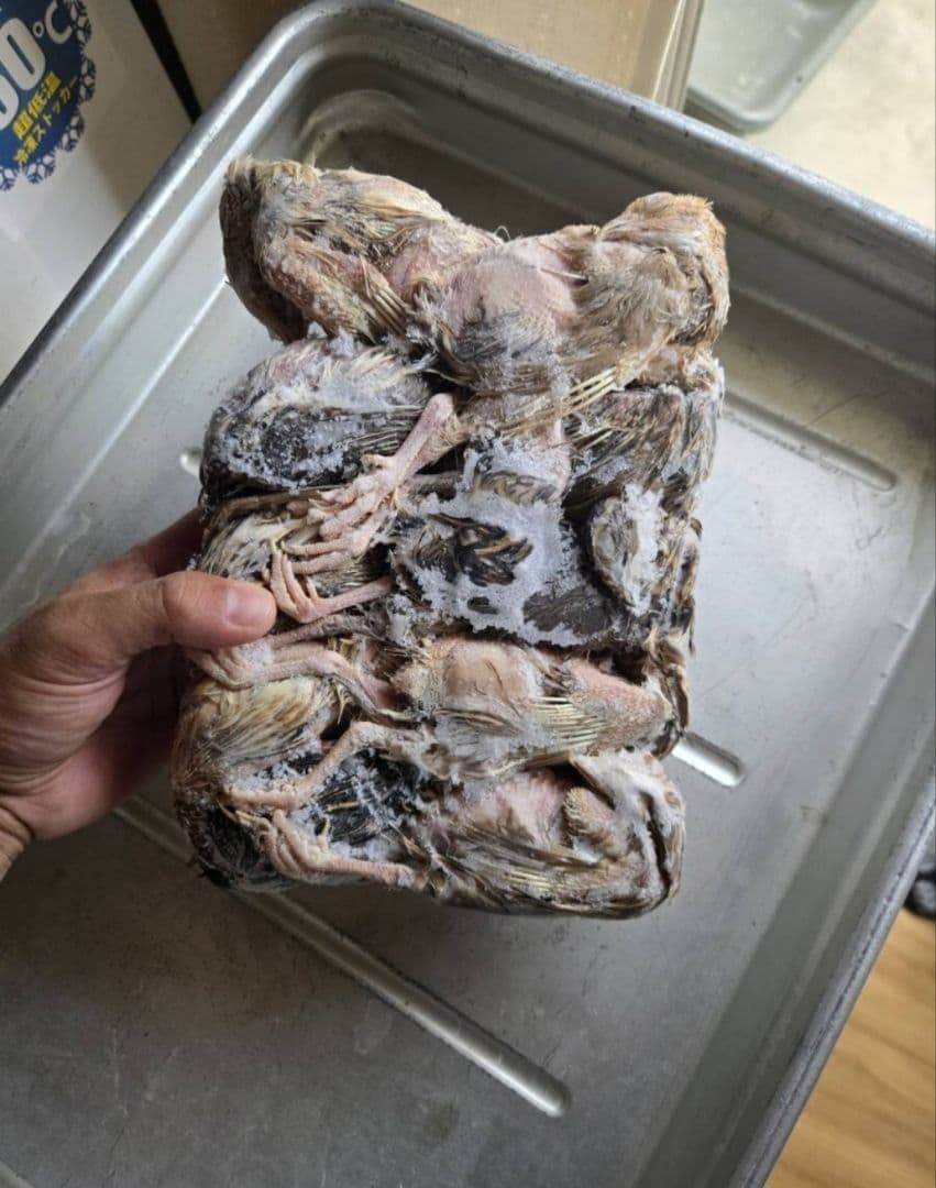 数量限定冷凍ウズラ200羽 送料無料10羽入りパック