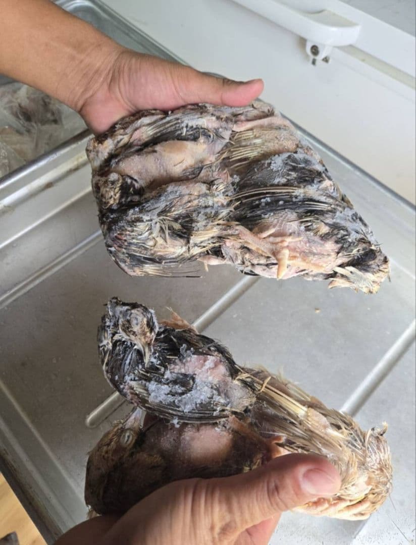 数量限定冷凍ウズラ200羽 送料無料10羽入りパック