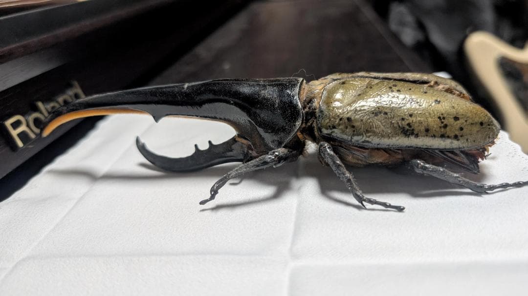 D.h. ヘラクレス　標本 max 180㎜