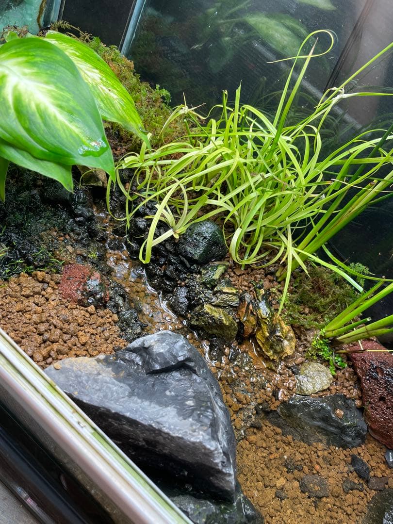 【受注生産】 小川のあるアクアテラリウム 60センチ水槽