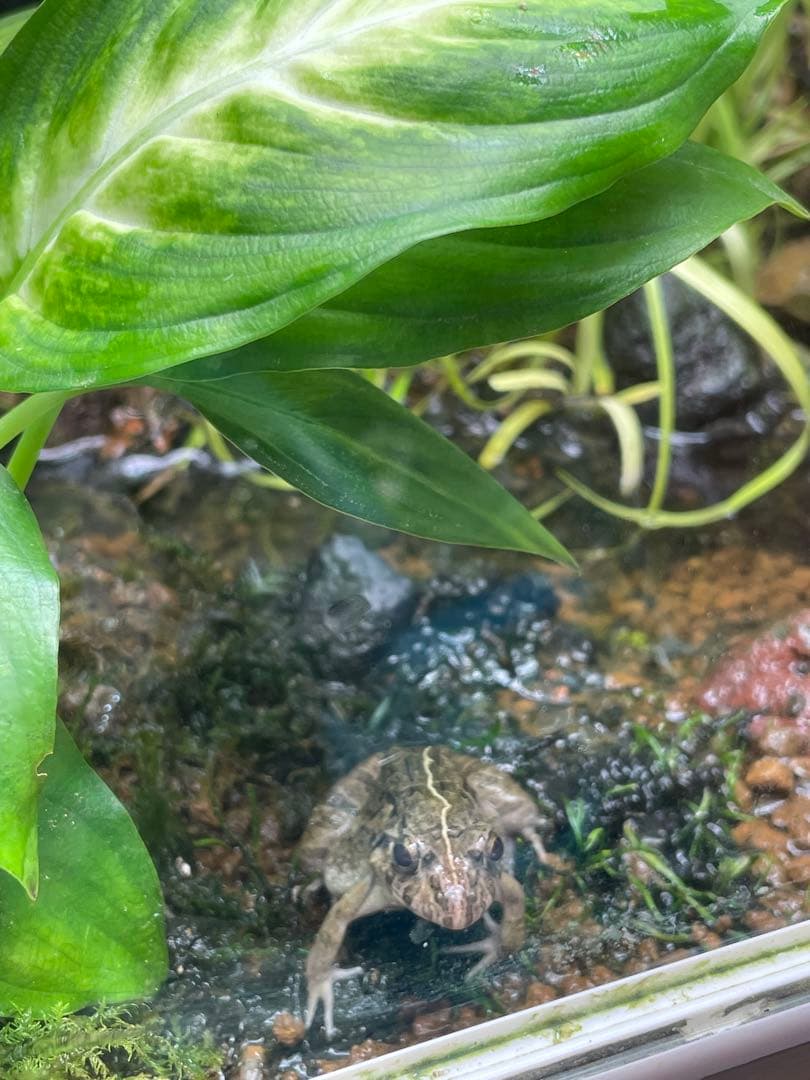 【受注生産】 小川のあるアクアテラリウム 60センチ水槽