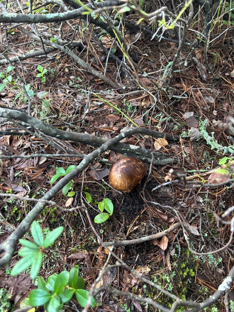 【北海道産地】9月6日朝収穫！美味しい松茸　141g