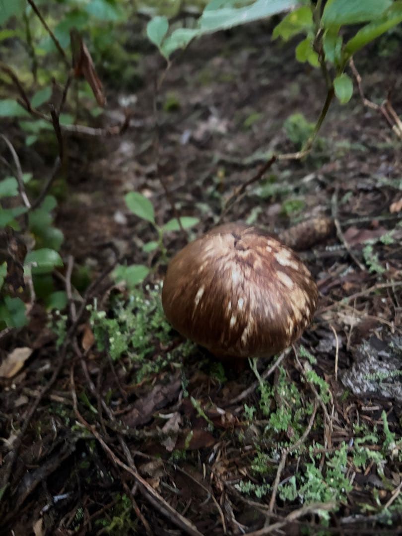 【北海道産地】9月6日朝収穫！美味しい松茸　141g