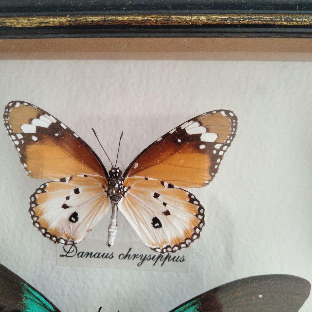 美しい蝶の標本セット 9匹