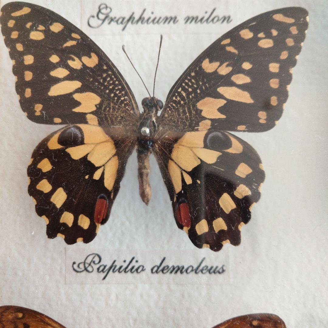 美しい蝶の標本セット 9匹