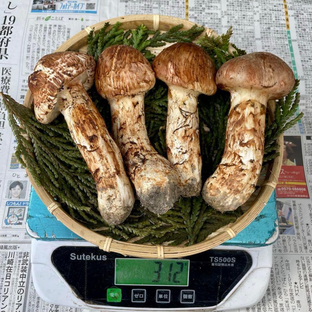 天然きのこ 松茸 国産 良品‼️ マツタケ まつたけ 大自然の凛さん採取その190