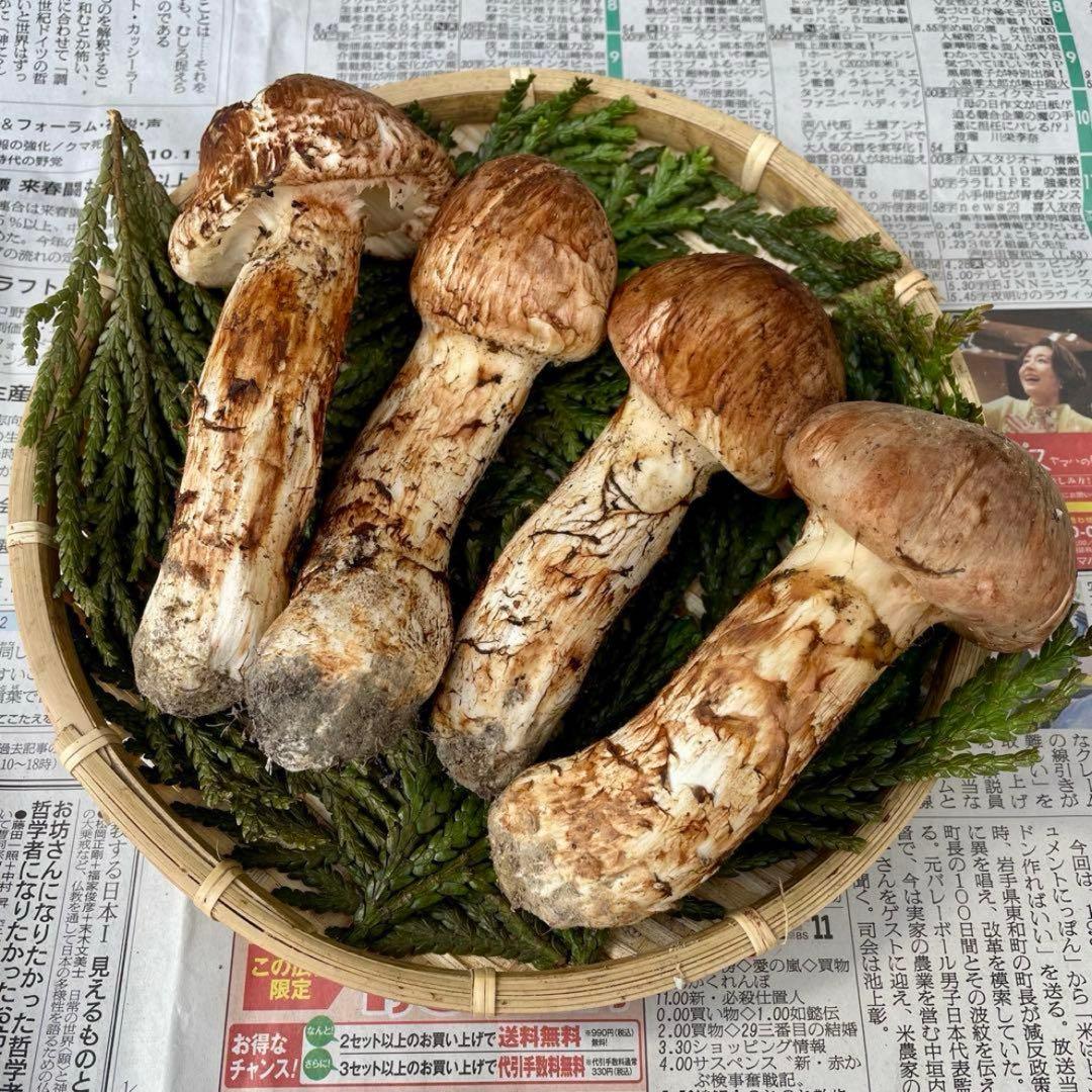 天然きのこ 松茸 国産 良品‼️ マツタケ まつたけ 大自然の凛さん採取その190