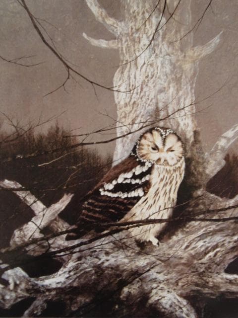 石田武、【梟】、希少な額装用画集より、新品額装付、状態良好