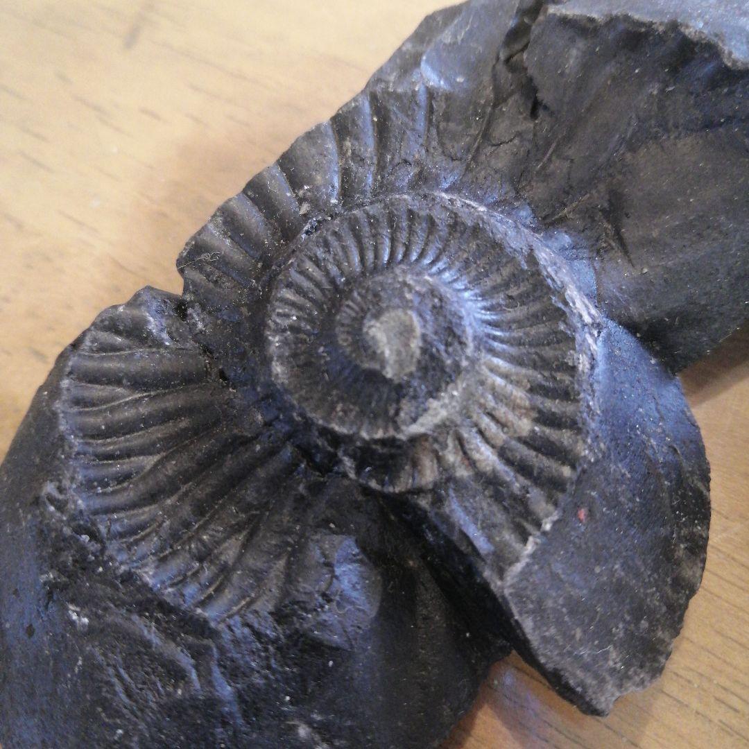 ネパールムクチナート産出。黒色アンモナイト化石 大きいサイズ(希少）