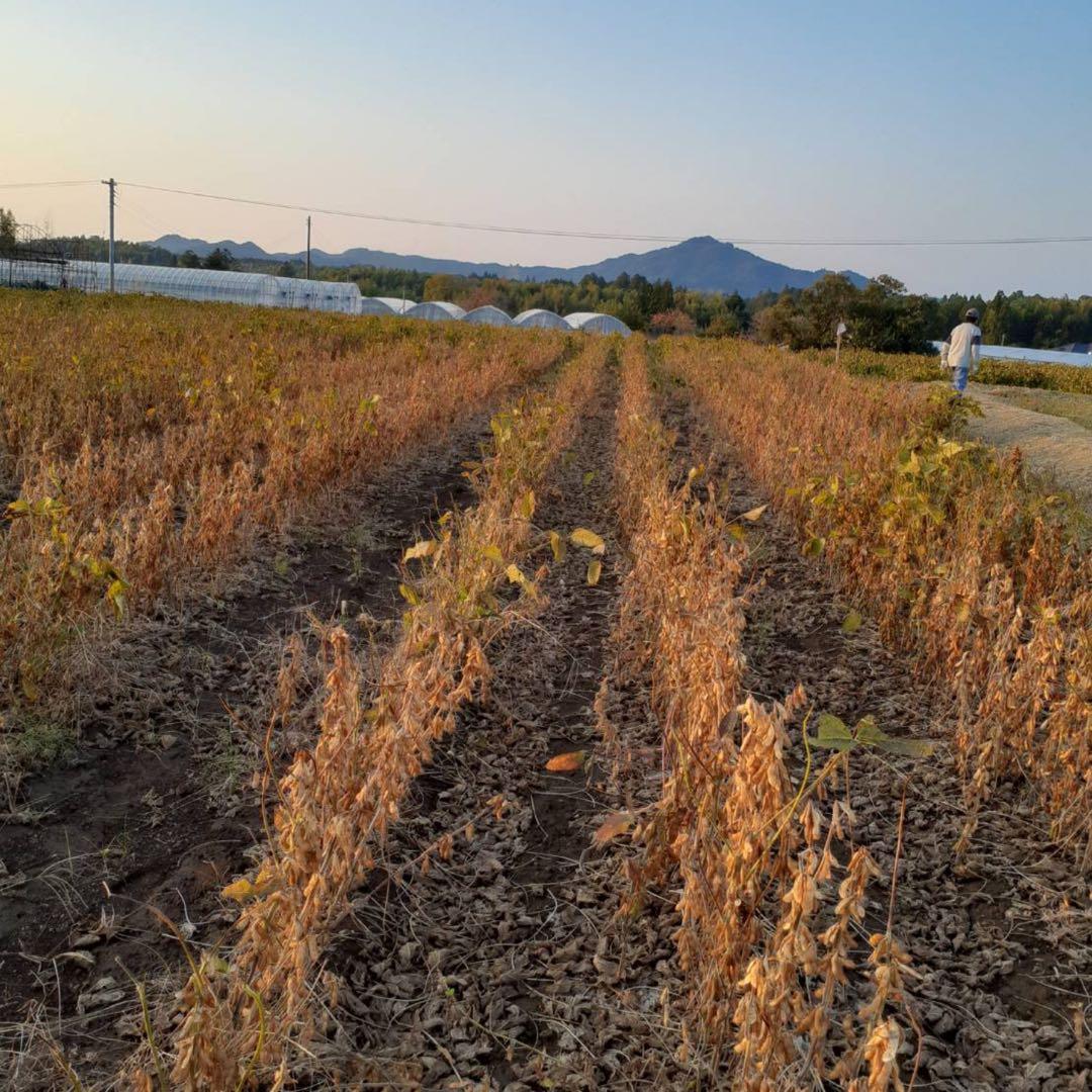 自然栽培　幻の大豆『八天狗』15kg 熊本県産