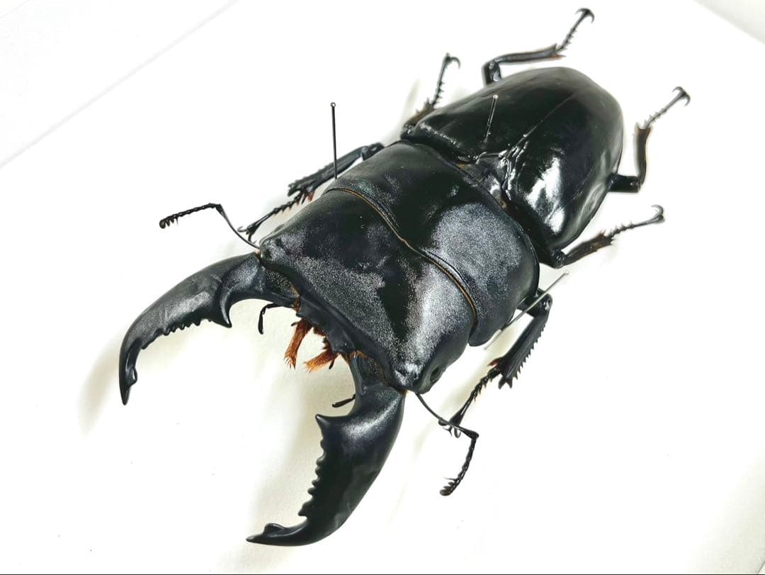 スマトラオオヒラタクワガタ 106mm 標本