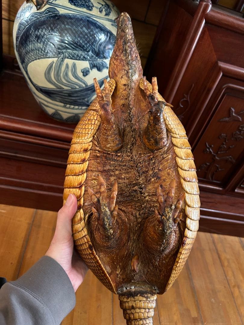 アルマジロ　剥製