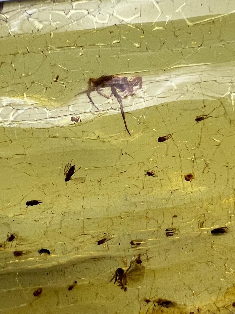 虫入り琥珀　蜘蛛　蚊　大量小さい虫内包　バルティックアンバー　バルト海沿岸地域産