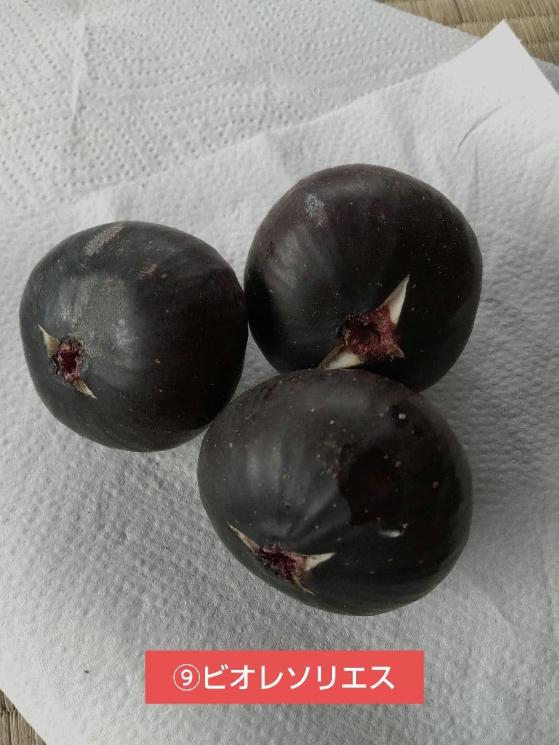 無花果（いちじく）多品種　コンパクトBOX　農薬不使用です