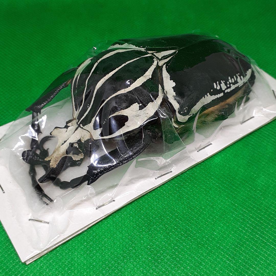 標本 Goliathus goliatus apicalis 100mm CONGO