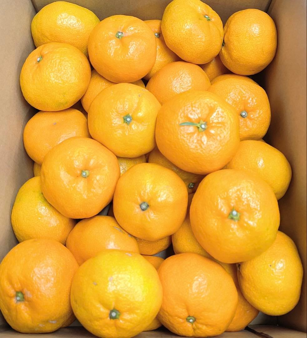 白い小鳩　即購入歓迎