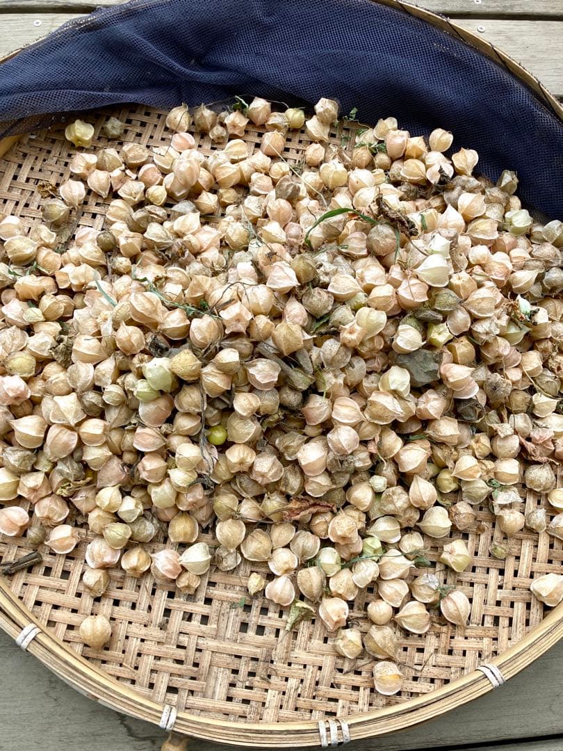 専用出品です　食用ほおずきトマチロコサックパイナップル2kg 9/15(月)発送