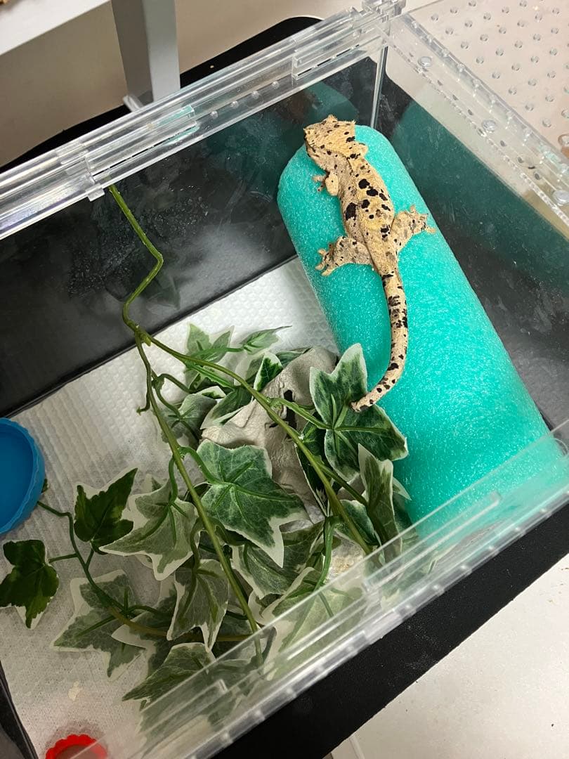 【新品未使用】爬虫類ケージ　ゲージ　アクリル　マグネット　スライド式 6box