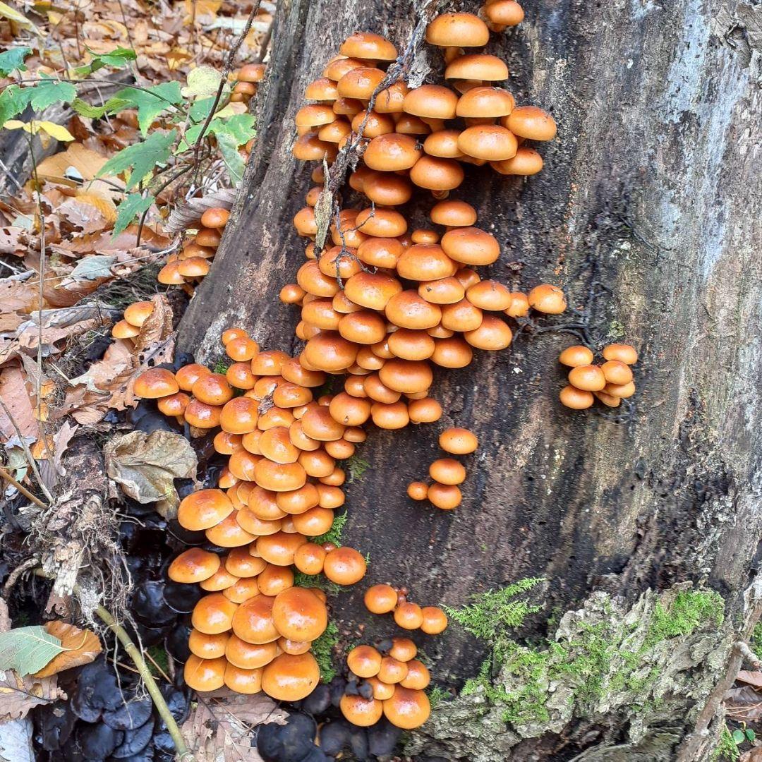 秋田県産 天然きのこ 10種類 MIX 塩漬け 塩蔵