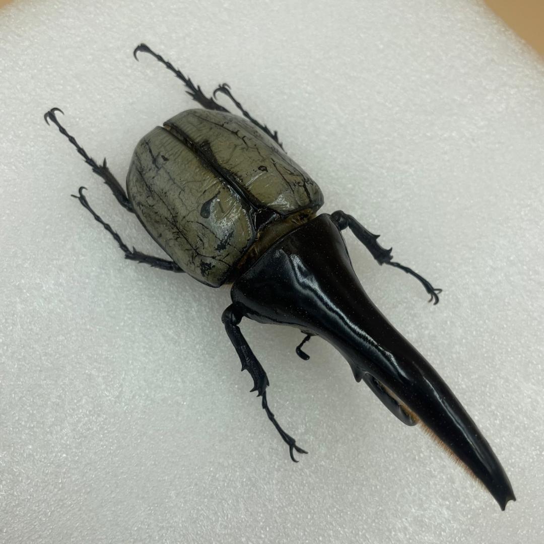 標本　珍ヘラクレスヘラクレス　ブルー　パチセラス血統　カブト