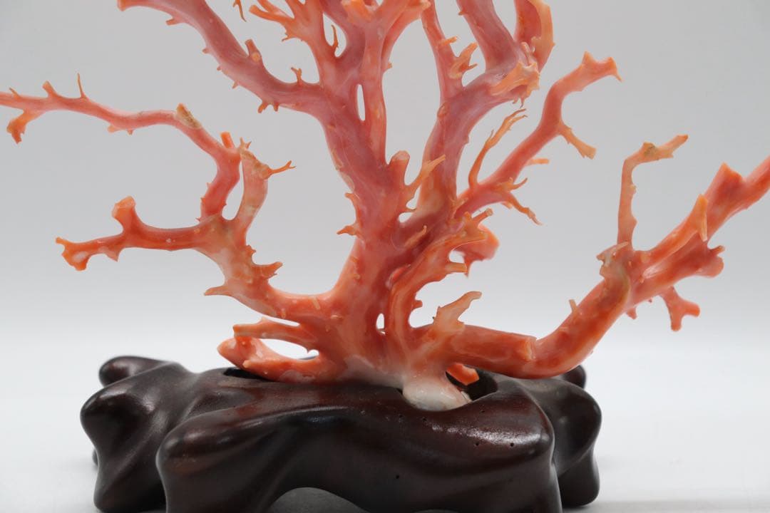 發財樹　縁起物　本珊瑚　重さ約340g 送料込み250814
