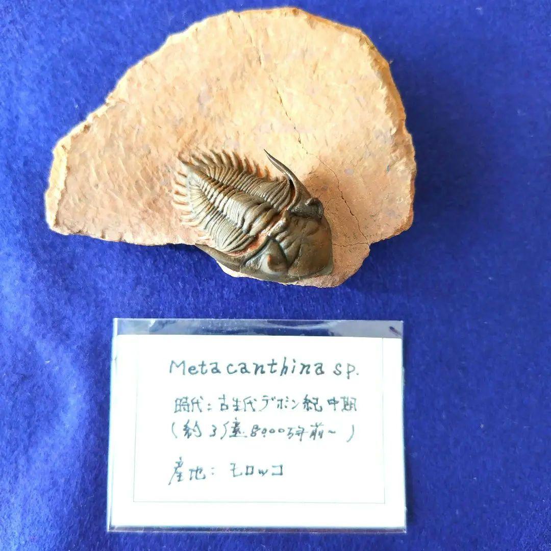 超美麗！ メタカンティナ 三葉虫 希少 最高級