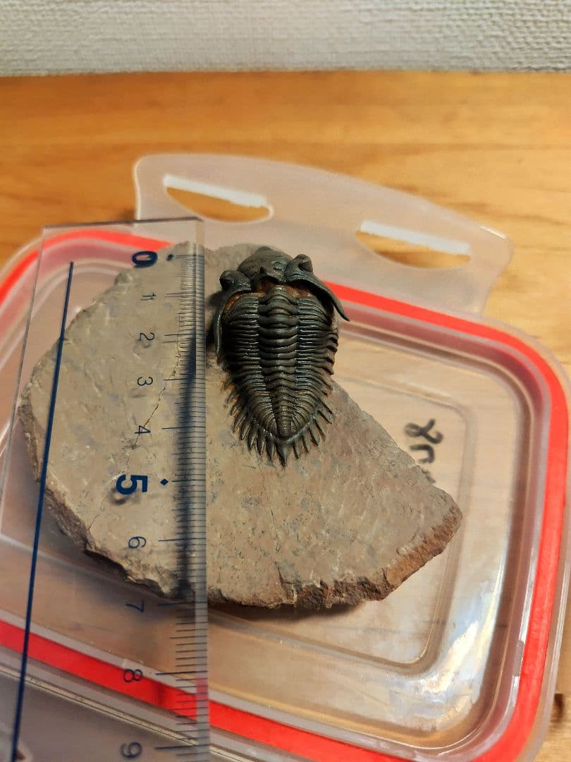 超美麗！ メタカンティナ 三葉虫 希少 最高級