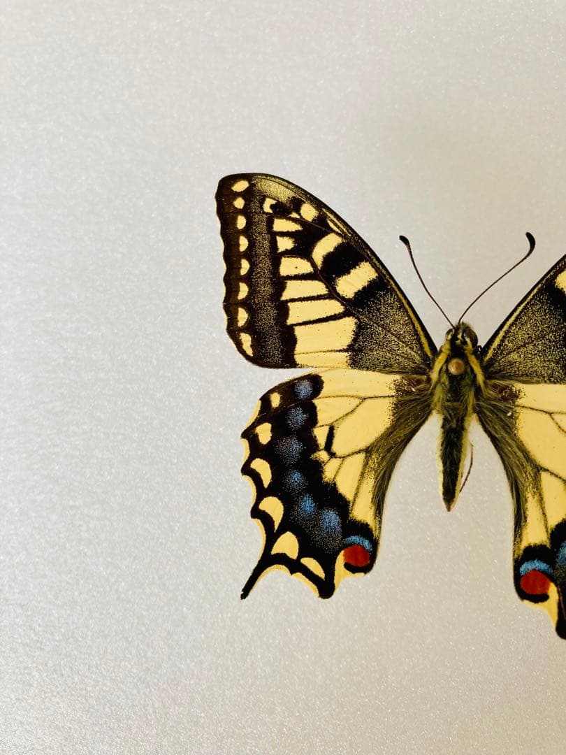 ホスピトン×キアゲハ（ハイブリッド型・1オス）