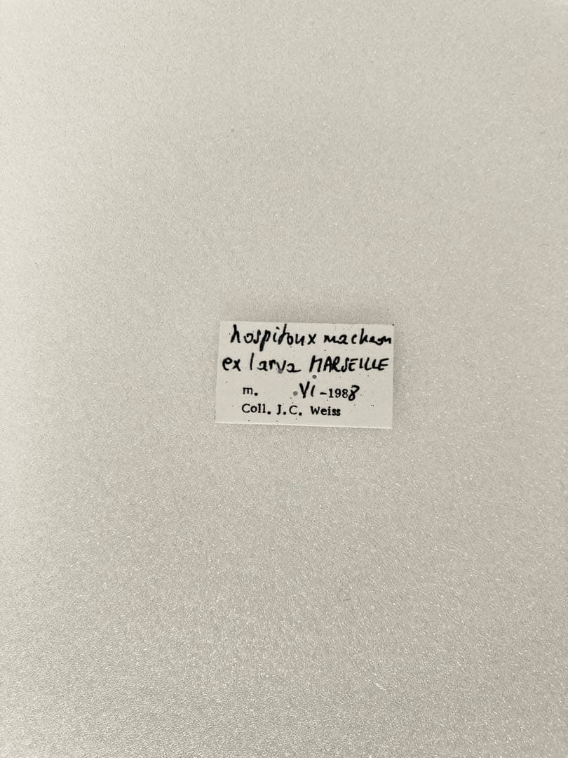 ホスピトン×キアゲハ（ハイブリッド型・1オス）