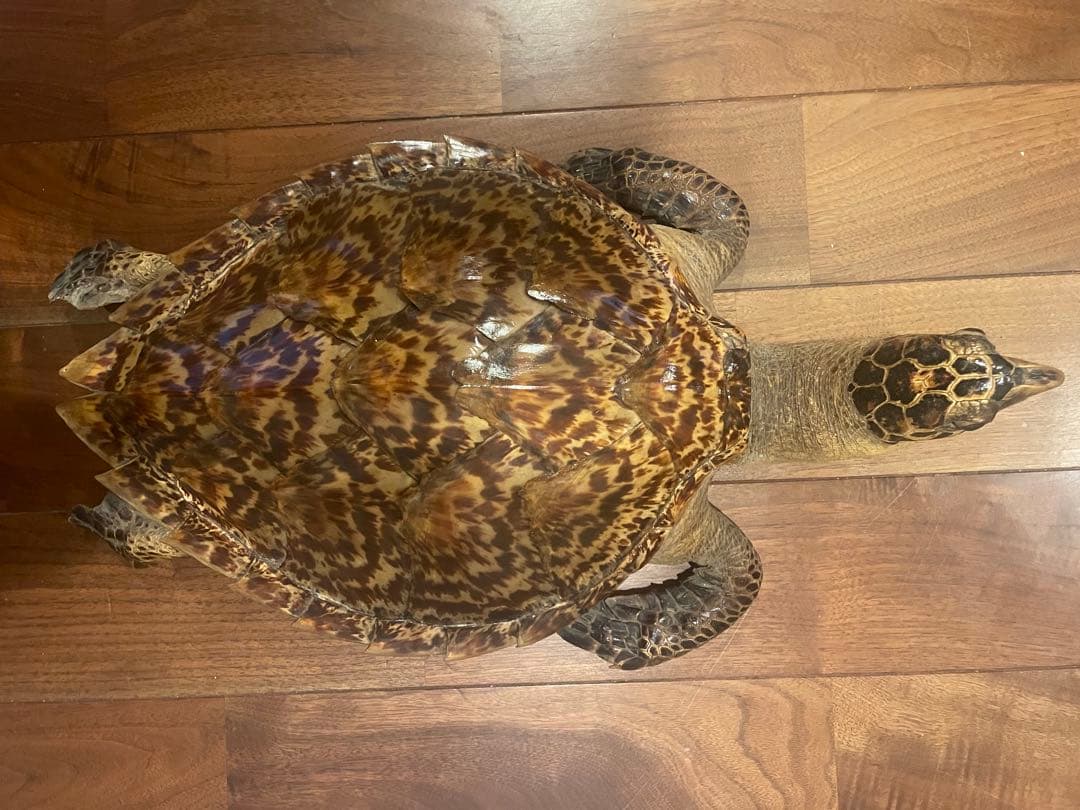 ウミガメ（タイマイ）剥製　 国際希少野生動物種登録票あり （台座オマケ）