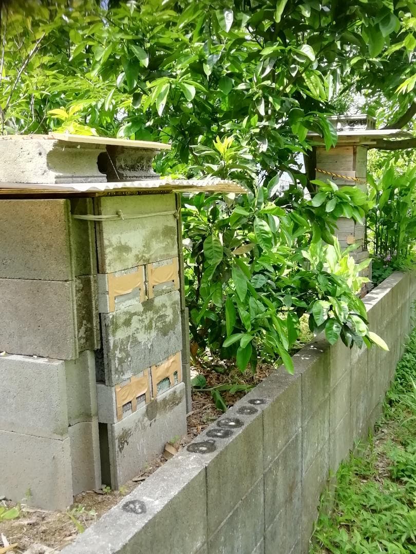 ★★希少品『100％純粋春蜜の2瓶セット』《幻の天然完熟百花蜜》