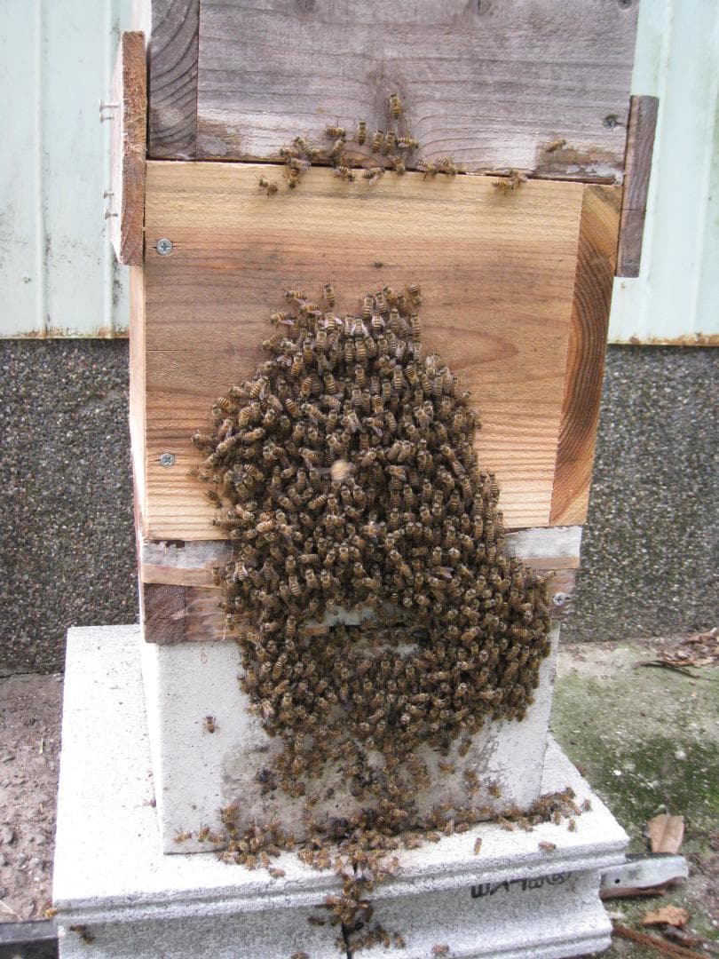 ★★希少品『100％純粋春蜜の2瓶セット』《幻の天然完熟百花蜜》