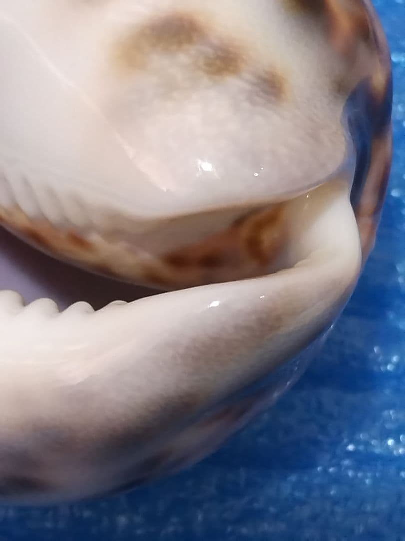 貝殻 105mm ハワイホシダカラ タカラガイ科