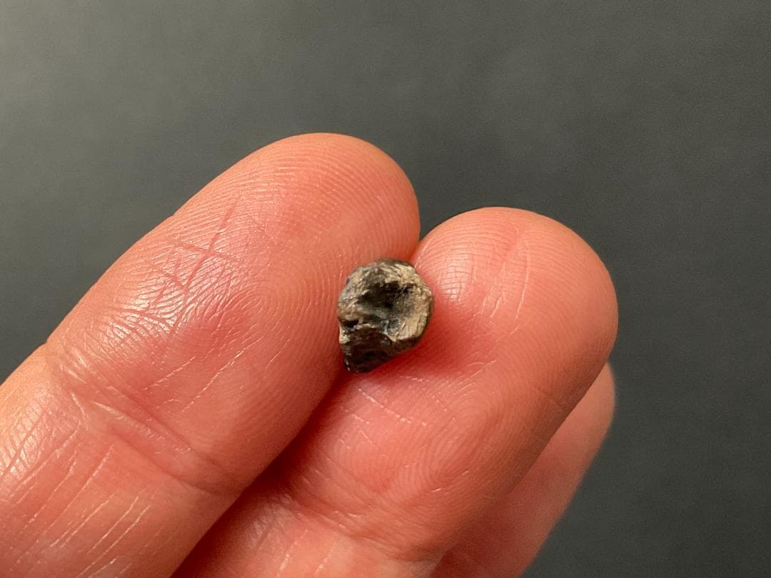 恐竜の歯 トリケラトプス [TR95] 化石 希少