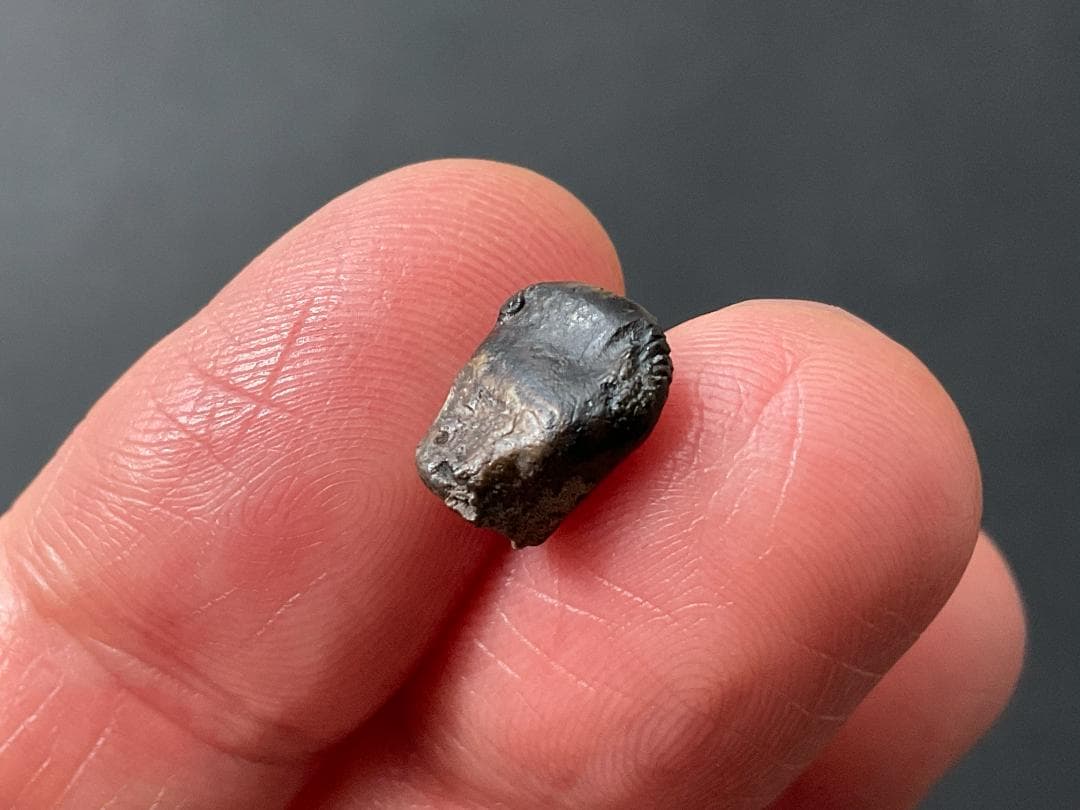 恐竜の歯 トリケラトプス [TR95] 化石 希少